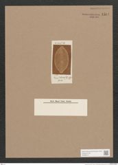 Navicula sp. (de-Toni-Nr.: Genus 1) Zeichnungen Sammlung Grunow Nr. 1584 (NHMW-BOT-W0368121)
